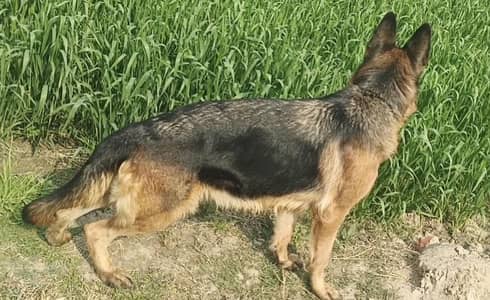 German shepherd female