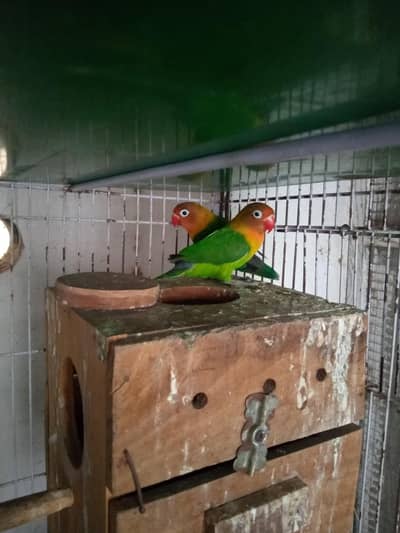 Breeder Pairs of Fisher