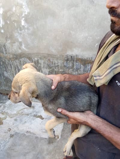 Afghani Kuchi puppies