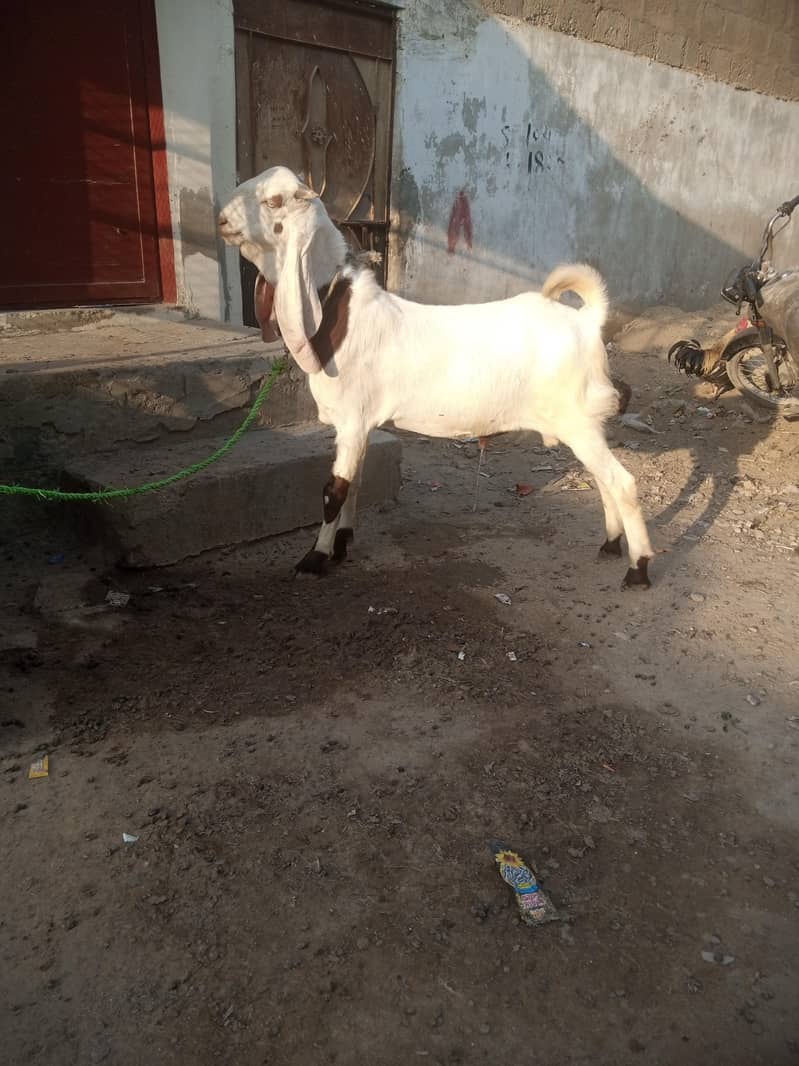 Bakra 0