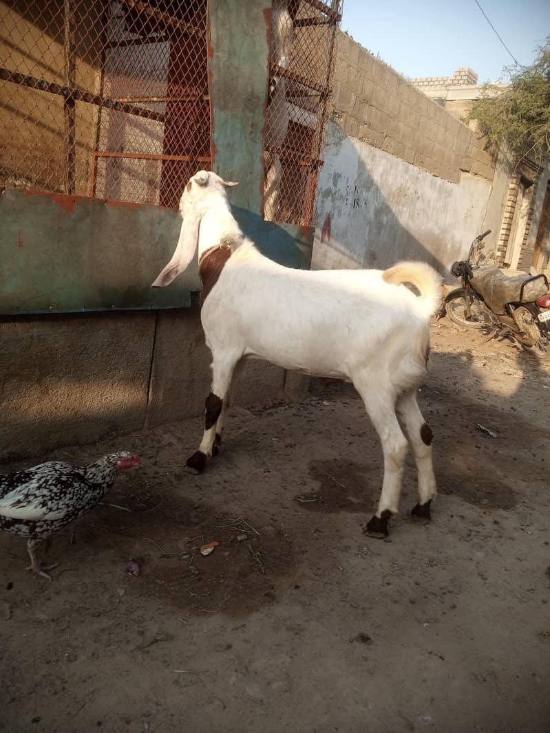 Bakra 3