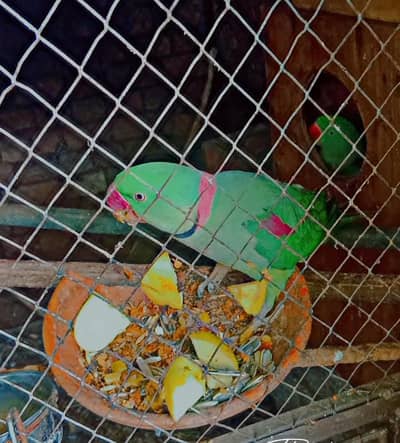 breeder pair for sale