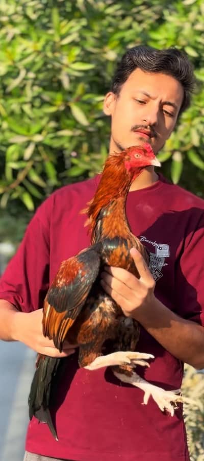 Aseel chicks top quality