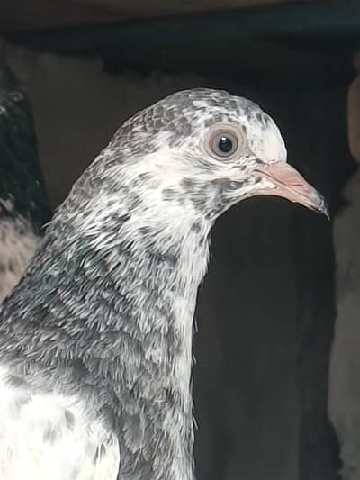 pure taddy patta patiya  health and active for sale