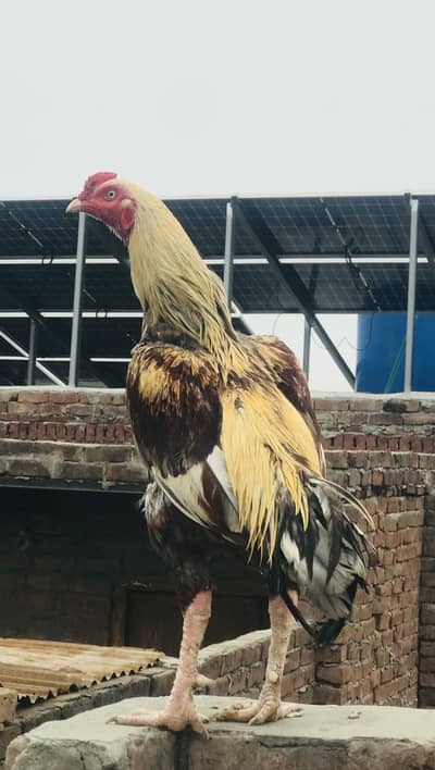 Aseel jawa full healthy or active