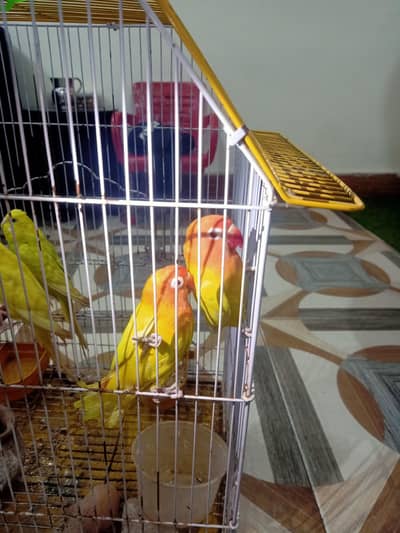 yellow pasnata with red eyes and red chunch