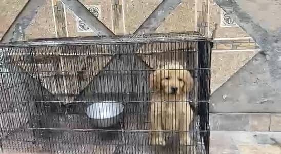 Golden Retriever Puppies