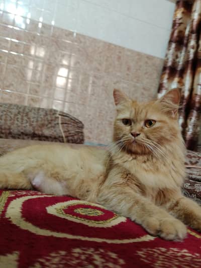 Persian cat