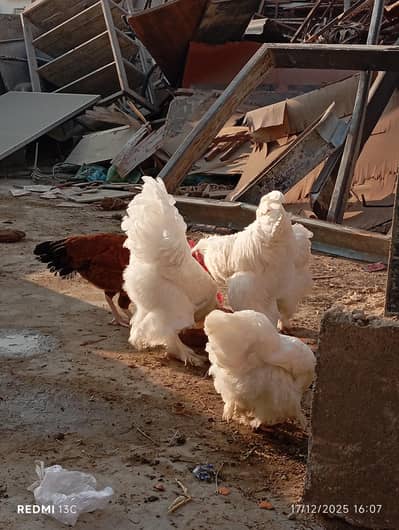 white heavy buff 2 male2 female