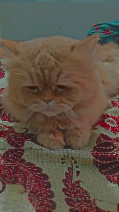 Persian cat