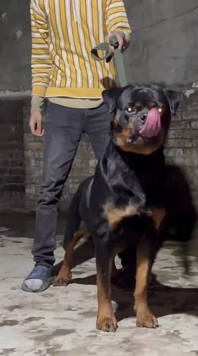 top quality rottweiler male stud available