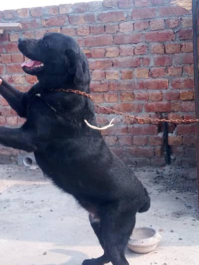 British Labrador  full heathy