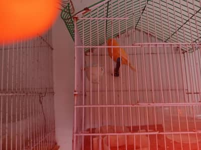 canary red factor and mozaiq