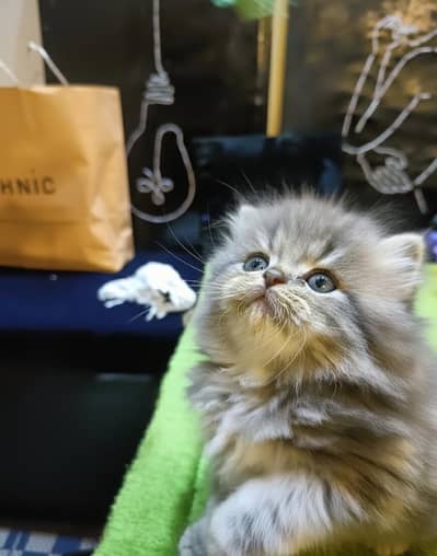 Persian kitten punch face