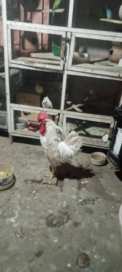 murgha or murghi for sale  3000