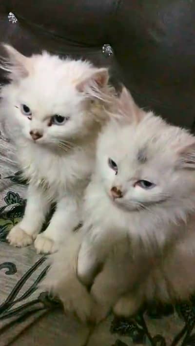 Pure Persian Fluffy Kittens – Pair Available