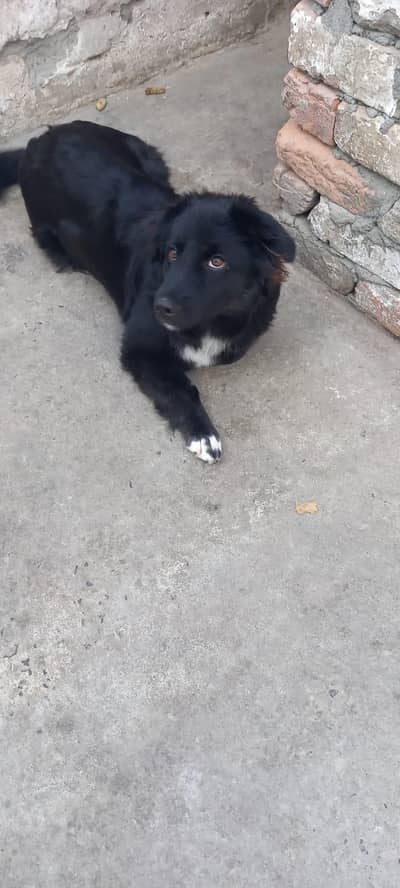 Dog for sale german.