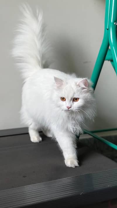 Healthy Female Persian Cat – 10 Months Old, Triple Coat