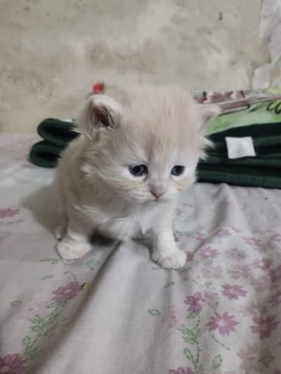 Persian kitten for sale best quality pounch face