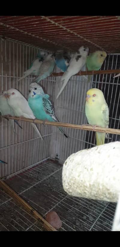 phatta bara sab ha breeder ha free wala pasiao ma ley lao