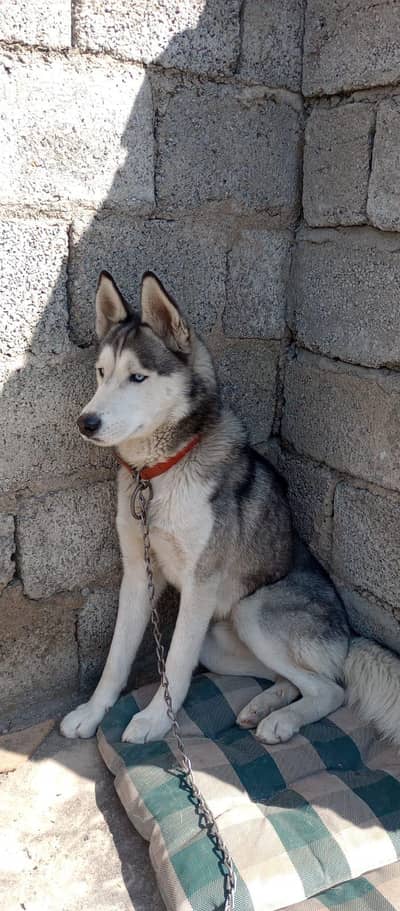 Syberian Husky