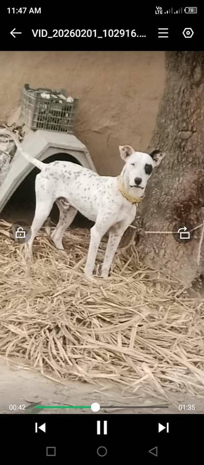 Bully Dog / kokhaty goltair /security dog