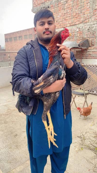 healthy and active shamu male tang ka thora masla hay cross kr leta ha