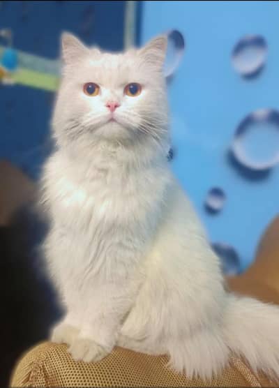 Persian cat
