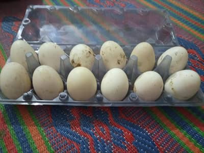duck and hen eggs available