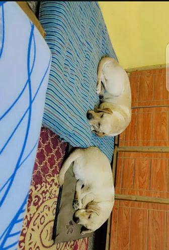 hipLabrador pair for sale video whatsap contact me