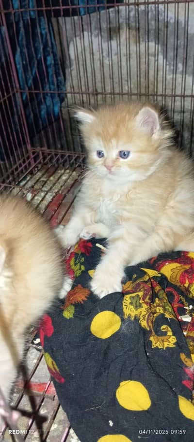 triple coated Persian kittens
