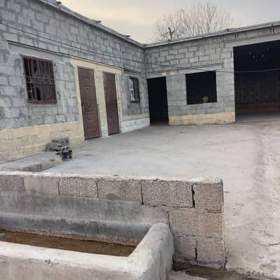 Dairy farm ڈیرہ بھینس cattle farm for rent