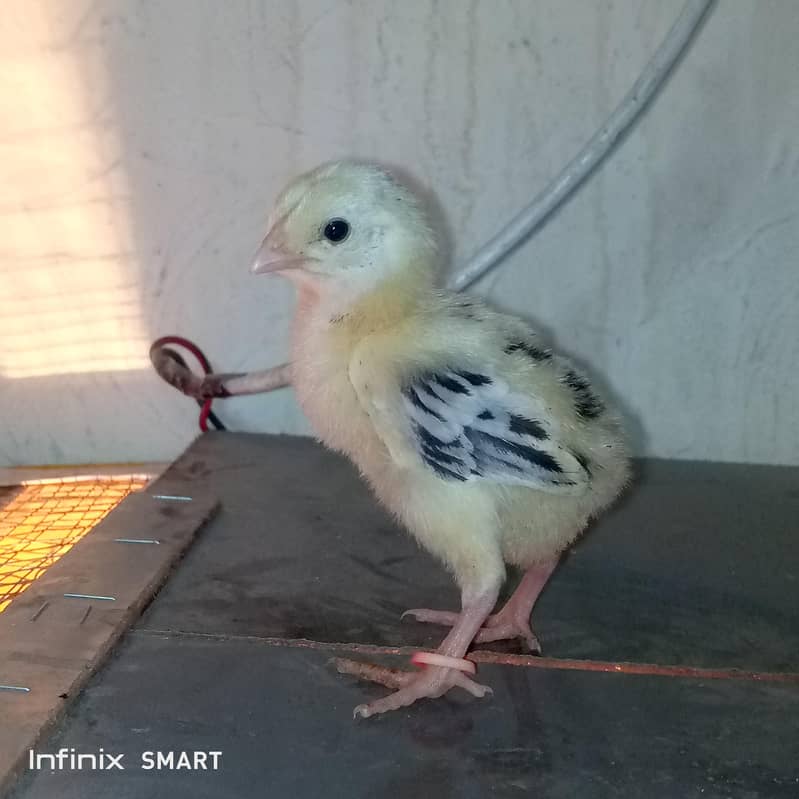 java chicks java murgi  java murga 9