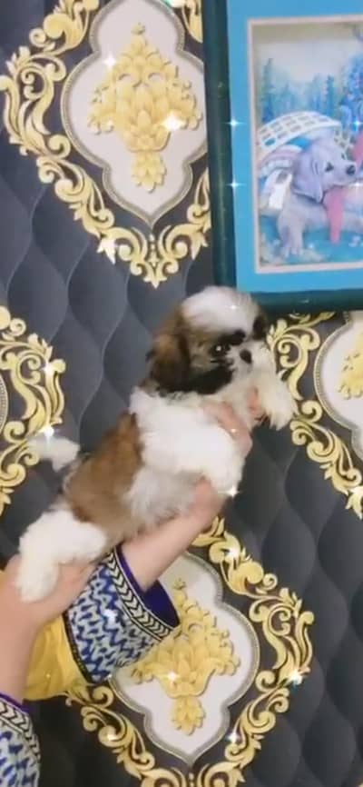 Shihtzu Shih tzu Puppies for sale in Lahore