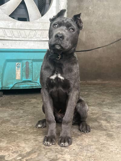 cane Corso puppy /puppies /dog