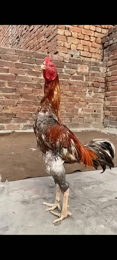 Aseel Burmi | Aseel murgha | Male | Aseel for sale