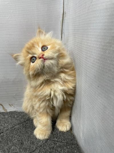 cash on delivery Persian Cats & Kittens Available — Healthy & Playful