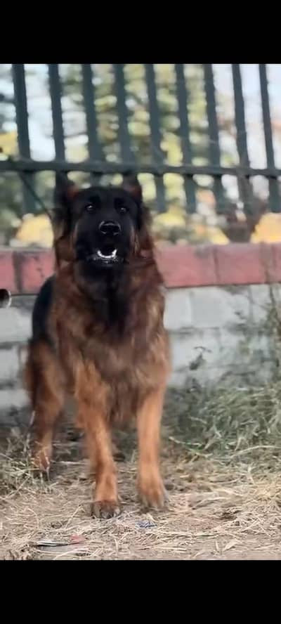 triple court german 18 months age