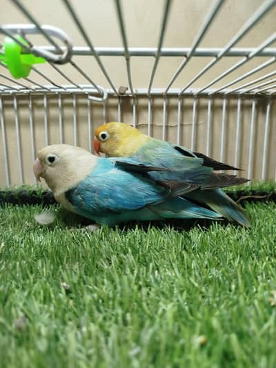 lovebirds female,, white jawa female