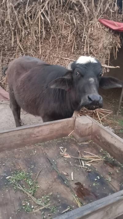 jhoti 2 dant hone wali  03006720964