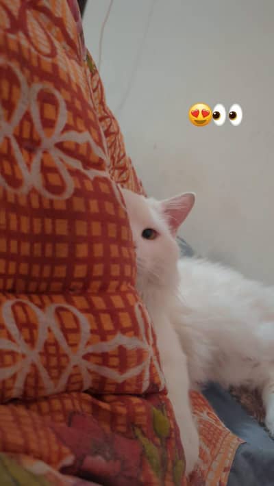 PERSIAN MALE FOR SALE