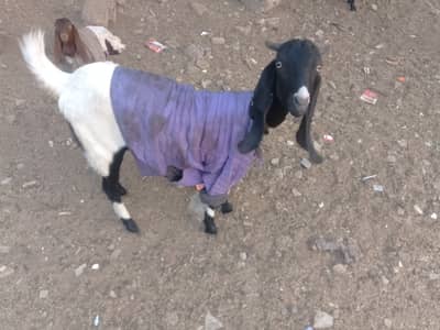 2 bakri sale urgent sale 03083490190