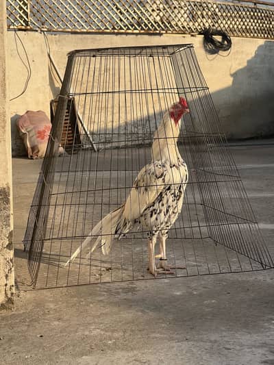 Aseel mianwali cheena patha