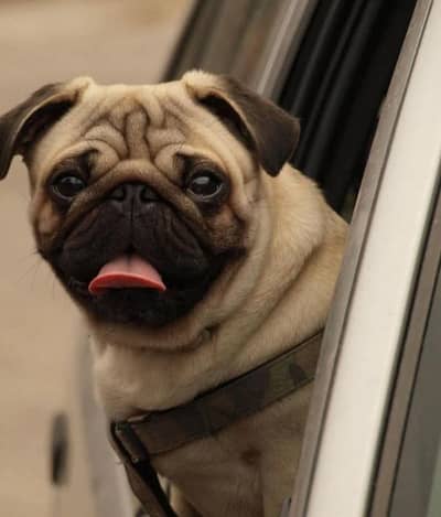 pug male puppy for sale