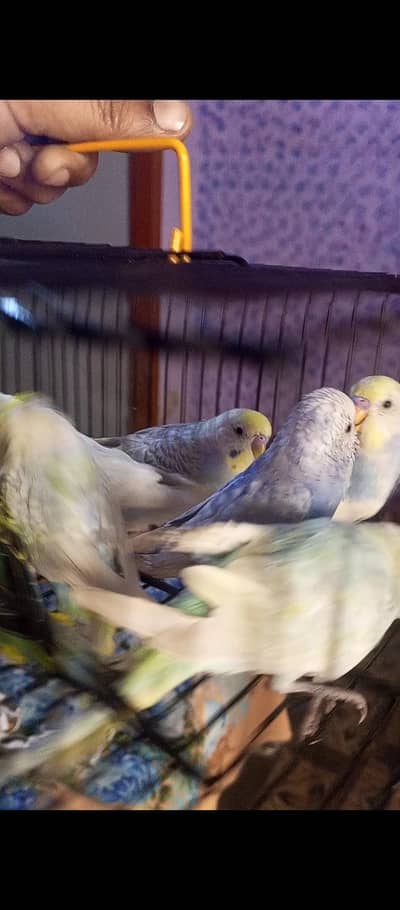 Rainbow budgies, Hogoromo double flower male and Fancy Hen