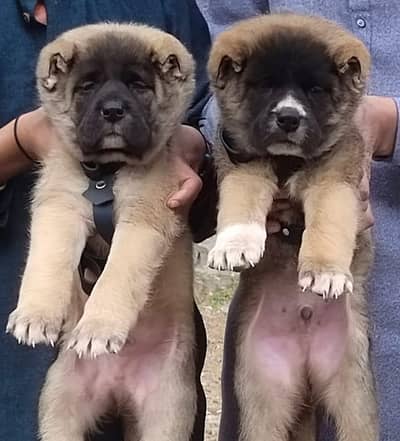 Bakarwal dogs male female age 2 month for sale