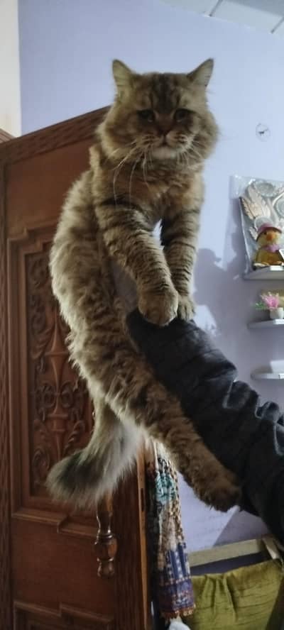 Siberian male cat