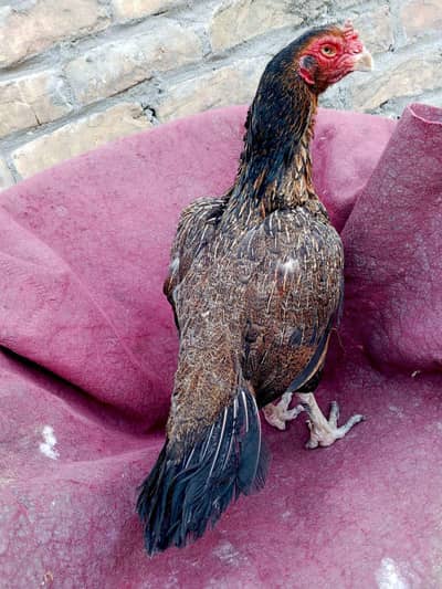 Aseel Quality Madi oldbloodline