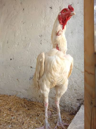 Assel Boska & mianwali & Lasani Aseel hens for sale