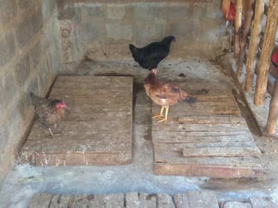 haseel aur misri murgiyan price final hien1900